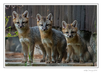gray-fox-7-frm-copy.jpg