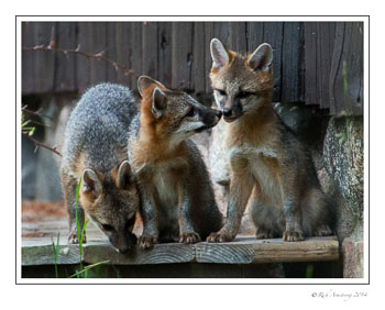 gray-fox-8-frm-copy.jpg