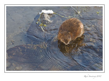 muskrat-2-frm.jpg