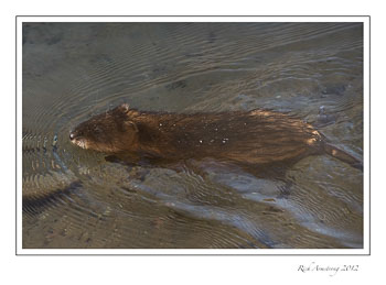 muskrat-4-frm.jpg