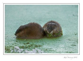muskrat-6-frm.jpg