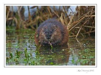 muskrat-eating-frm.jpg