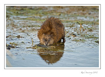 muskrat5-frm.jpg