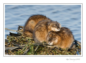 muskrats-frm.jpg
