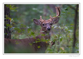 odd-antlered-buck-copy.jpg