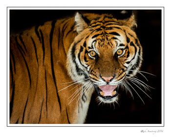 orange-cat-3-frm.jpg
