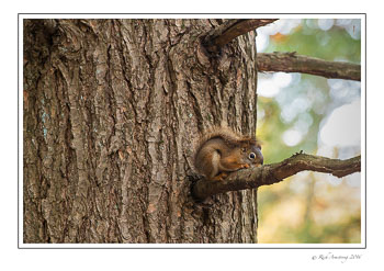 pine-squirrel-1-copy.jpg