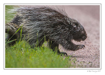 porcupine-1-copy.jpg