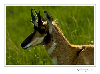 pronghorn-5-frm.jpg