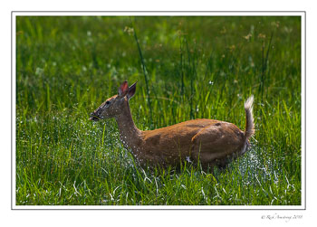running-deer-and-dragonflies-1-copy.jpg