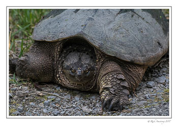 snapping-turtle-1-copy.jpg
