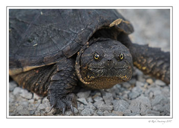 snapping-turtle-2-copy.jpg