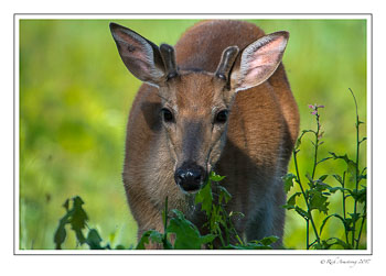 spike-buck-1-copy.jpg