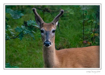 spike-buck-2-copy.jpg