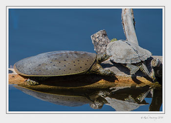 spiny-soft-shelled-turtle2-copy.jpg