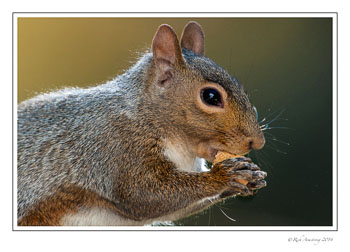 squirrel-1-frm-copy.jpg
