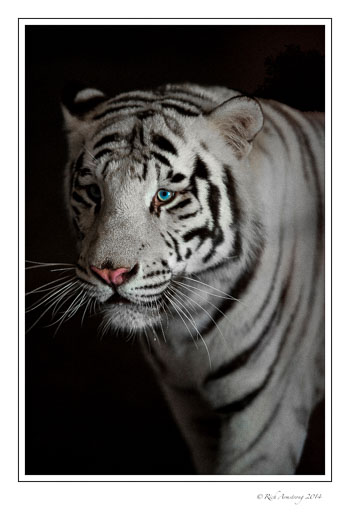 tiger-18-frm.jpg