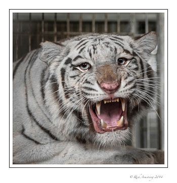 tiger-7-frm.jpg