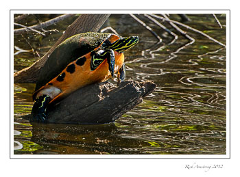 turtle-1-shark-valley-frm.jpg