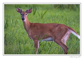 white-tail-1-copy.jpg