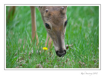 white-tail-deer-1-frm.jpg