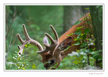 white-tailed-buck-13-copy.jpg