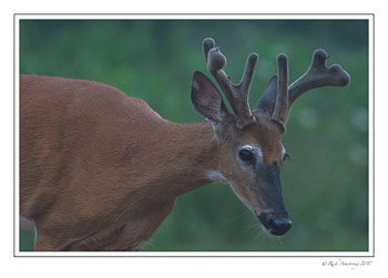 white-tailed-buck-1a-copy.jpg