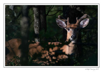 white-tailed-buck-1b-copy.jpg