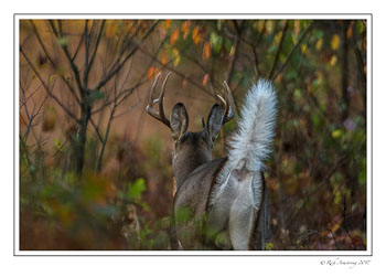 white-tailed-buck-2-copy.jpg