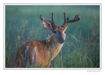 white-tailed-buck-2a-copy.jpg