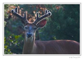 white-tailed-buck-3-copy.jpg