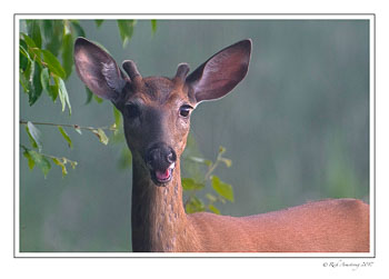 white-tailed-buck-4a-copy.jpg