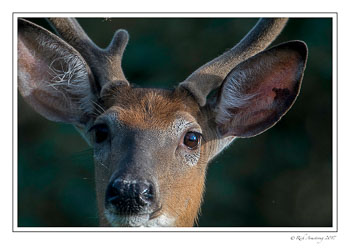 white-tailed-buck-5a-copy.jpg