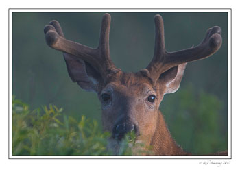 white-tailed-buck-6-copy.jpg