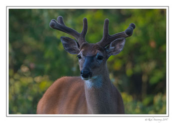 white-tailed-buck-7-copy.jpg