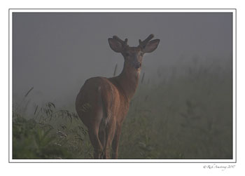 white-tailed-deer-in-fog-copy.jpg