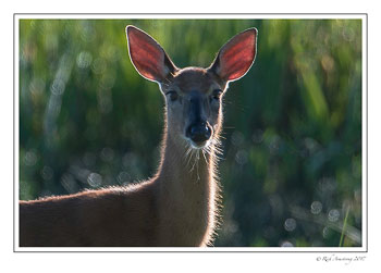 white-tailed-doe-1-copy.jpg