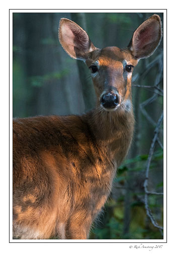 white-tailed-doe-1b-copy.jpg
