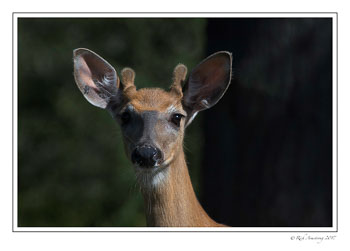 white-tailed-spike-buck-1-copy.jpg