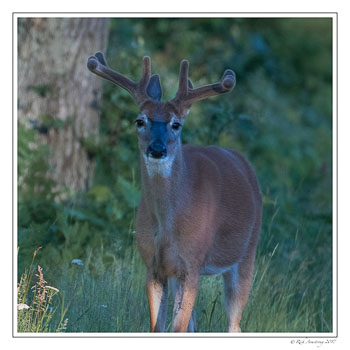 white0tailed-deer-4-copy.jpg