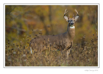 whitetail-1-frm-copy.jpg