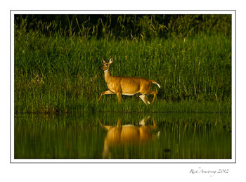 whitetail-3frm.jpg