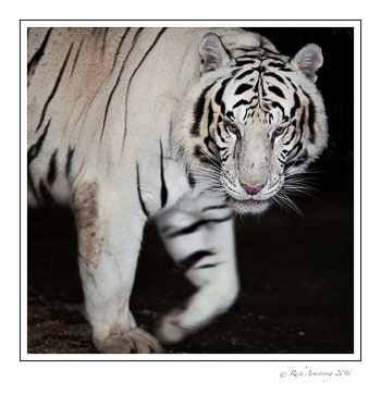 zz-tiger-face-2-bk.jpg