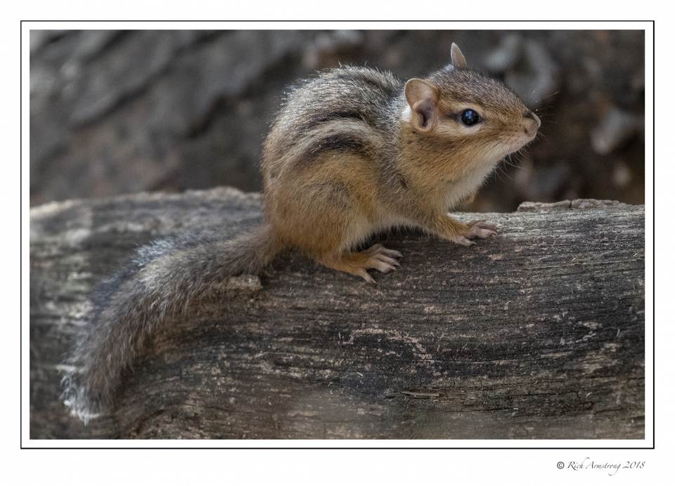 Wildlife - Rich Armstrong Photography
